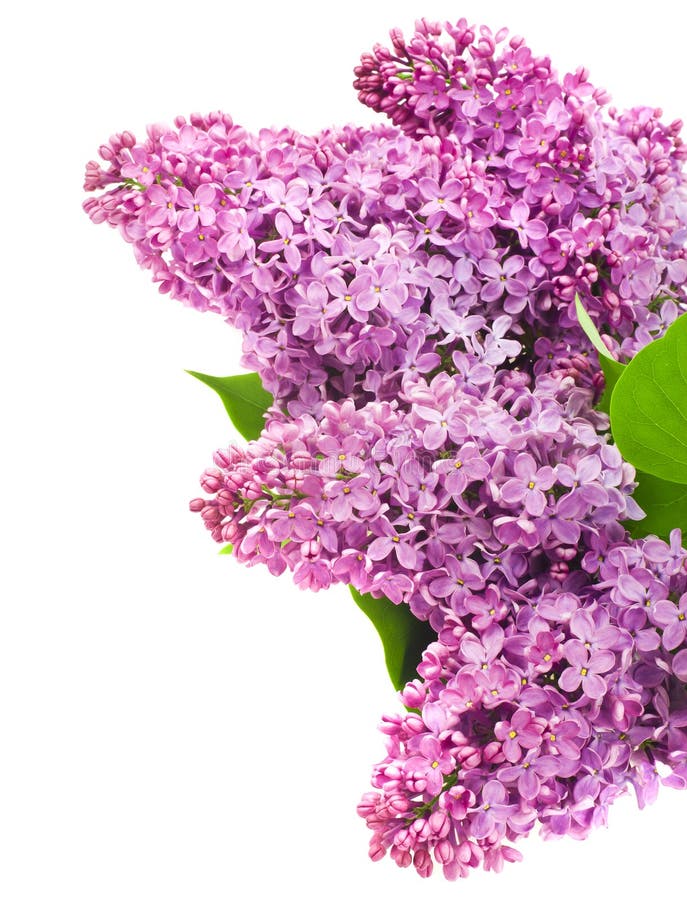 Beautiful lilac flowers stock photo. Image of gentle 49345766