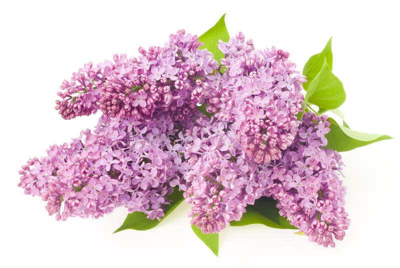 Beautiful lilac flowers stock photo. Image of gradient 49345780