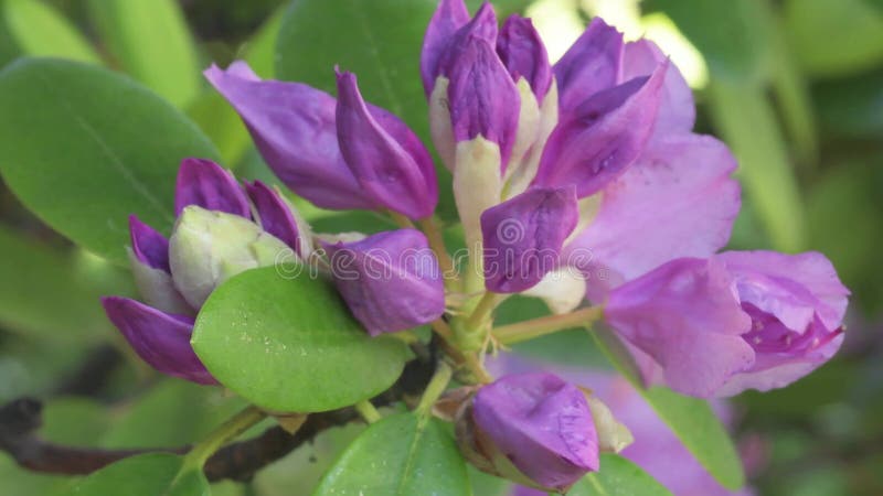 Beautiful lilac rhododendron blossom in buds. close up footage