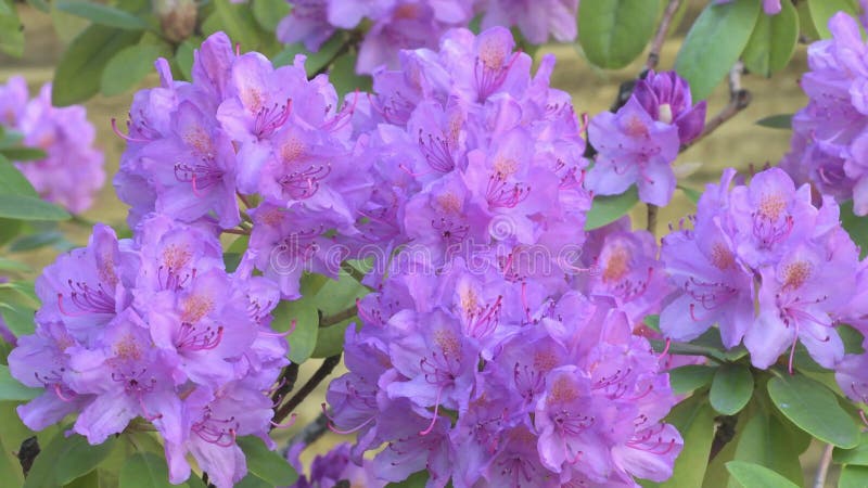 Beautiful lilac rhododendron blossom bush. close up shot