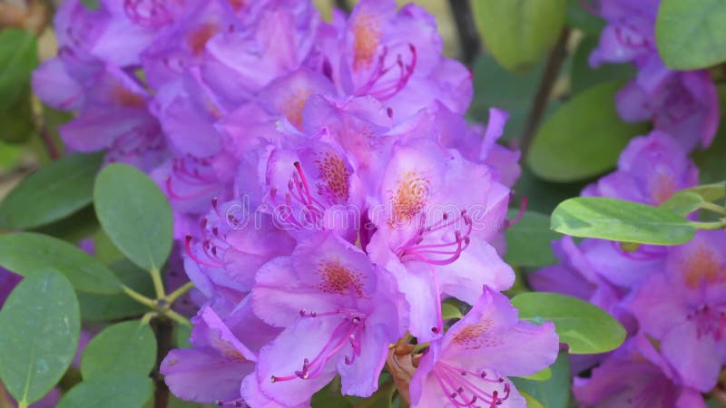 Beautiful lilac rhododendron blossom . close up footage