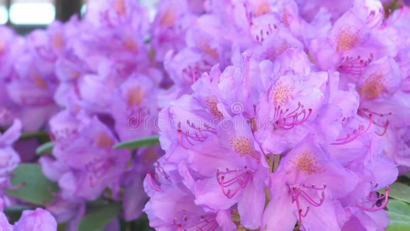 Beautiful lilac rhododendron blossom . close up footage