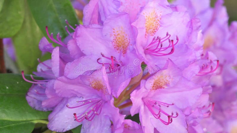 Beautiful lilac rhododendron blossom . close up footage