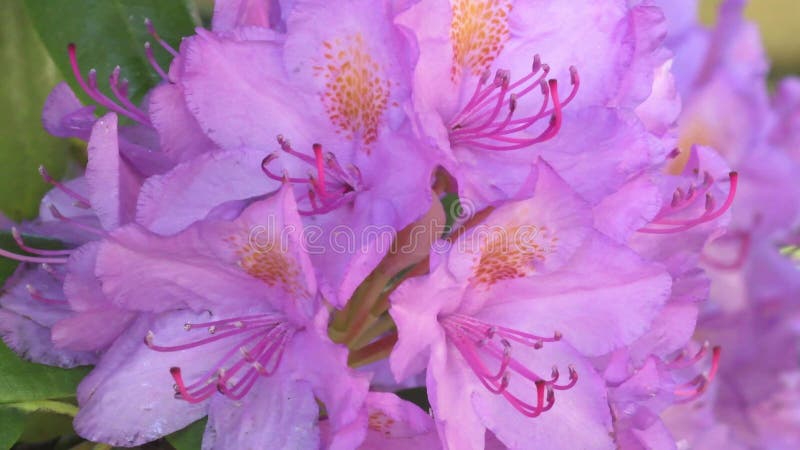 Beautiful lilac rhododendron blossom . close up footage