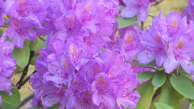 Beautiful lilac rhododendron blossom . close up footage.