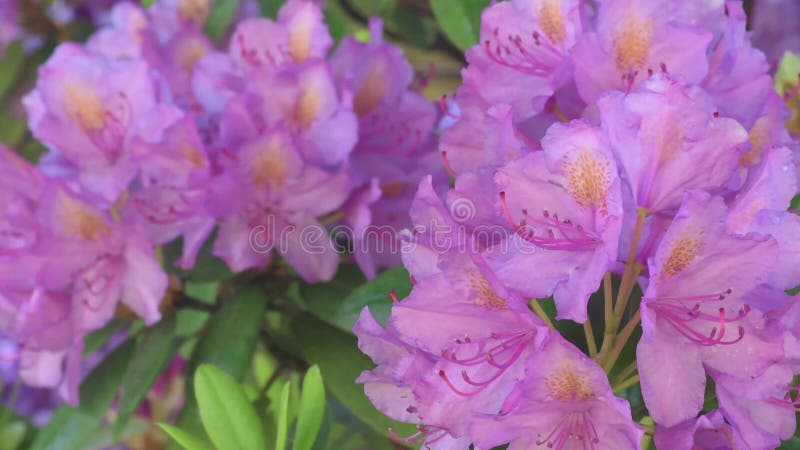 Beautiful lilac rhododendron blossom . close up footage