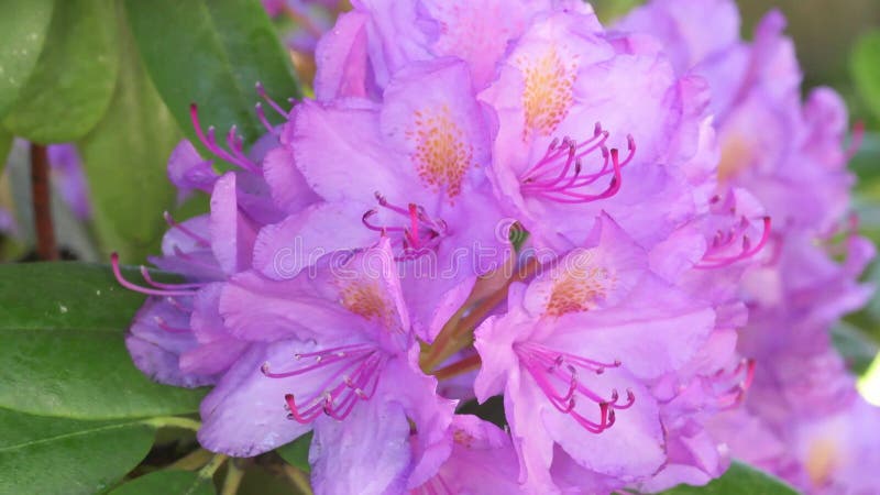 Beautiful lilac rhododendron blossom . close up footage