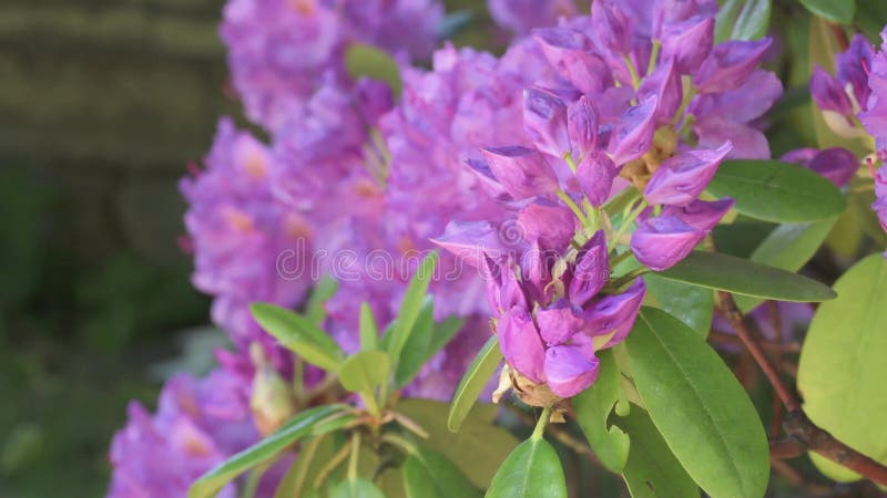 Beautiful lilac rhododendron blossom . close up footage.