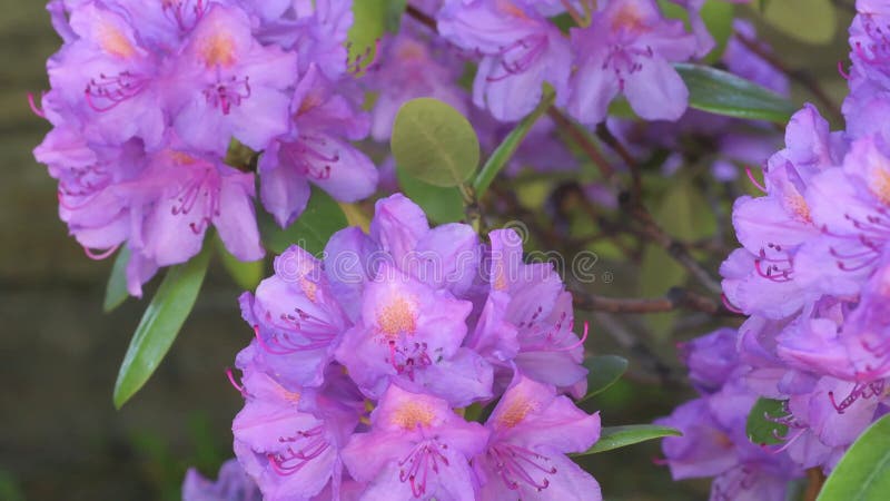 Beautiful lilac rhododendron blossom . close up footage