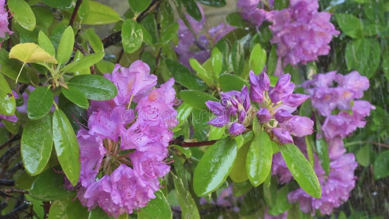 Beautiful lilac rhododendron blossom. Close up footage.