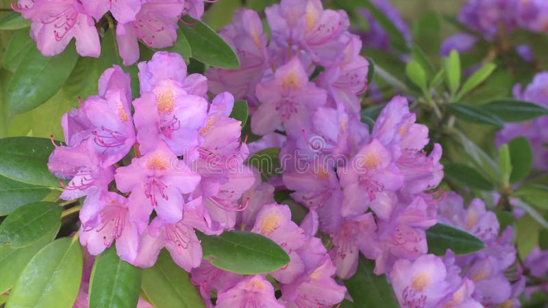 Beautiful lilac rhododendron blossom . close up shot