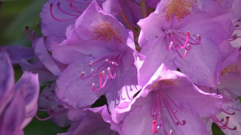 Beautiful lilac rhododendron blossom . macro footage.