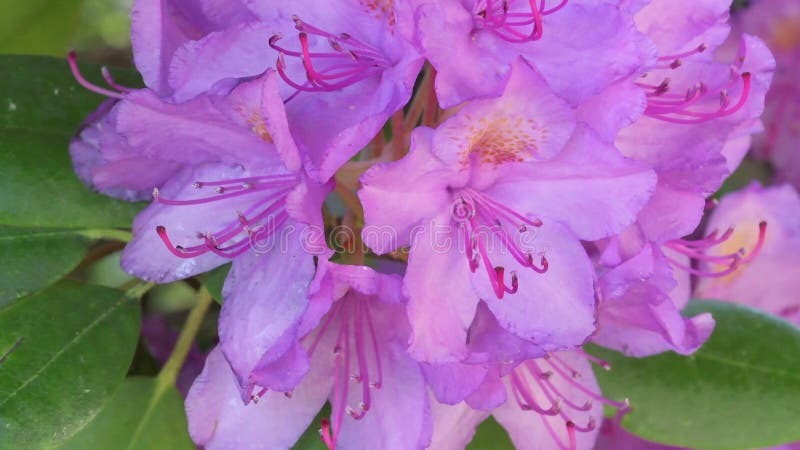 Beautiful lilac rhododendron blossom . macro footage.