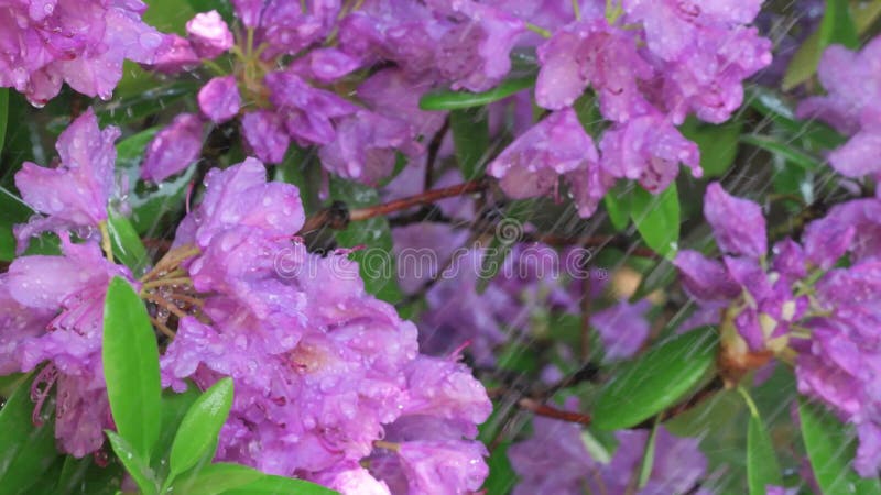 Beautiful lilac rhododendron blossom under rain drops. Close up footage