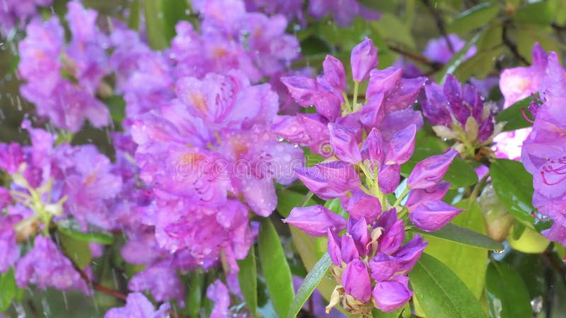 Beautiful lilac rhododendron blossom with water drops . close up footage .