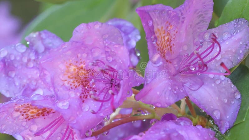 Beautiful lilac rhododendron blossom with water drops . macro footage