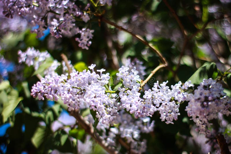 Beautiful Lilac on a Sunny Spring Day Stock Image - Image of world ...