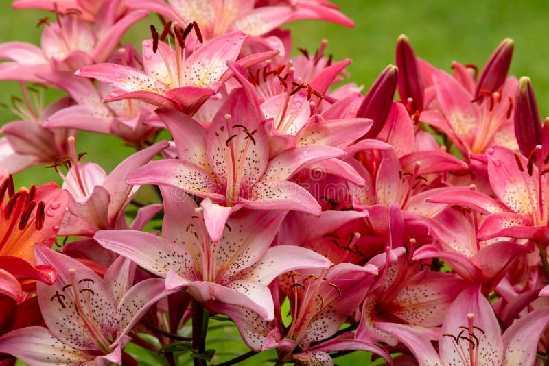 Beautiful Lily flower on green grass background. Lilium longiflorum pink flowers in the garden. Selective focus