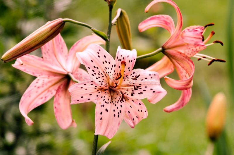 Beautiful lily flowers grow in the summer royalty free stock photography Beautiful lily flowers grow in the summer royalty free stock photography