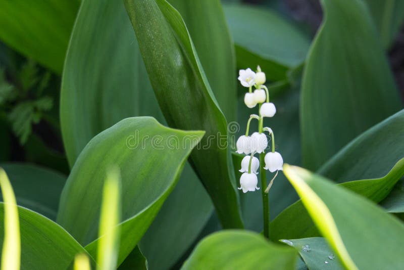 Beautiful lily of the valley in bright green grass. Lily of the valley closeup. Wild spring flowers concept.