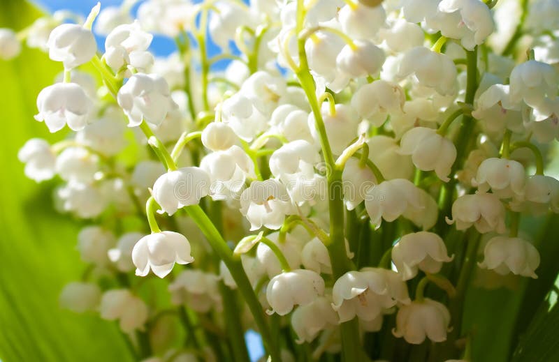 Beautiful Lilyofthevalley Flowers Stock Image Image of valley