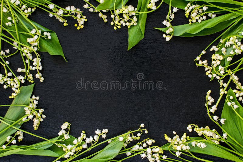 Beautiful Lily Of The Valley Flowers With Leaves Frame Stock Image