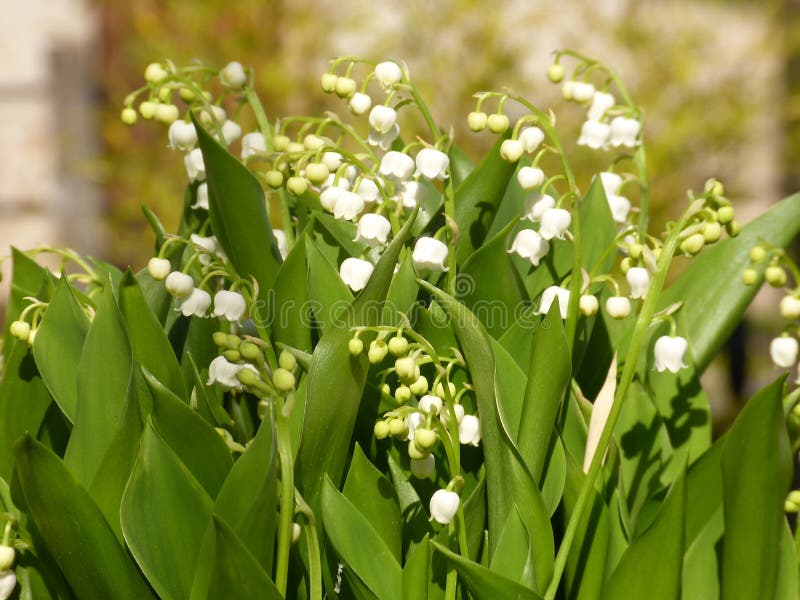 lily of the valley stock images lily of the valley stock images