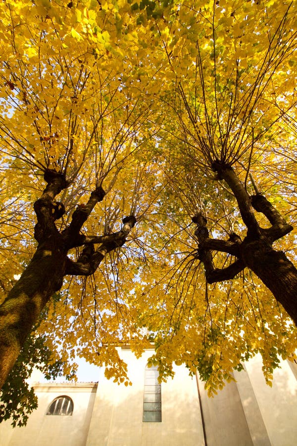 1,038 Beautiful Linden Trees Fall Stock Photos Free & RoyaltyFree