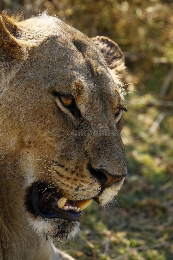 Beautiful Lion`s head looking over the African Plains