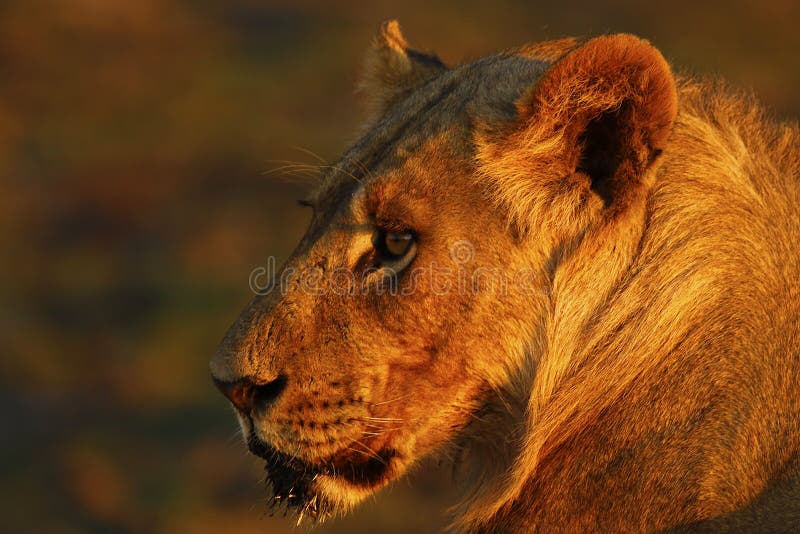 Beautiful Lion`s head looking over the African Plains