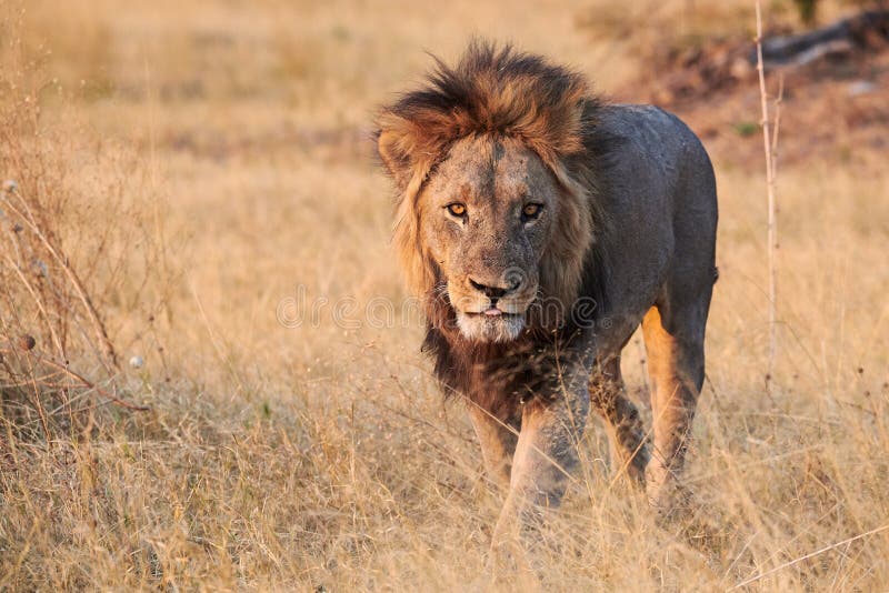 Beautiful lion walking free in the african savanna stock photography Beautiful lion walking free in the african savanna stock photography