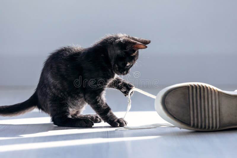 Beautiful little black kitten playing with the laces of sneakers on the floor at home