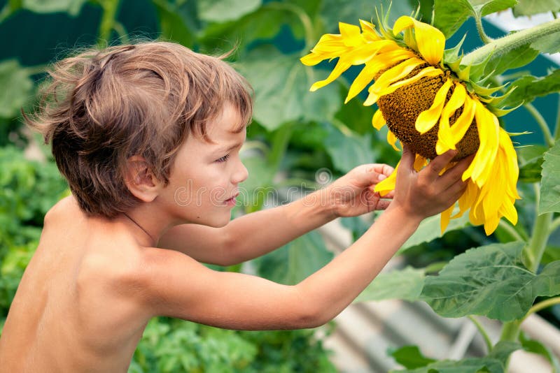 Beautiful Little Boy and Sunflower Stock Photo Image of person