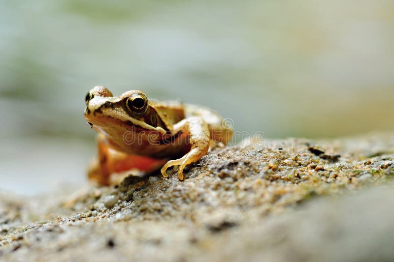 Small brown frog stock image. Image of black, natural - 117814777