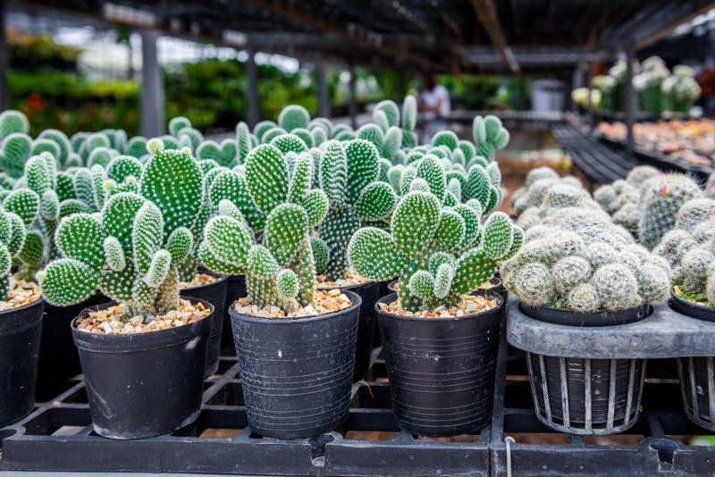 Beautiful little cactus fancy. 