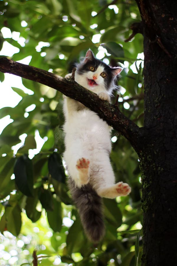 Beautiful Little Cat Stuck In A Tree In The Garden Stock Photo Image beautiful-little-cat-stuck-in-a-tree-in-the-garden-stock-photo-image