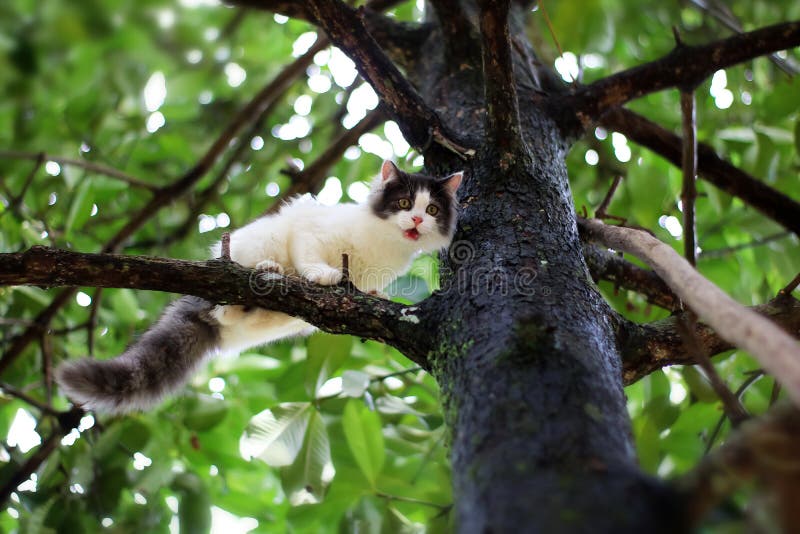 Beautiful Little Cat Stuck In A Tree In The Garden Stock Photo Image