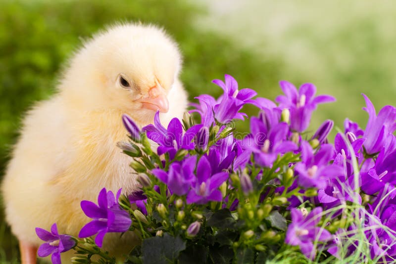 Beautiful little chickens stock photo. Image of april 30085676