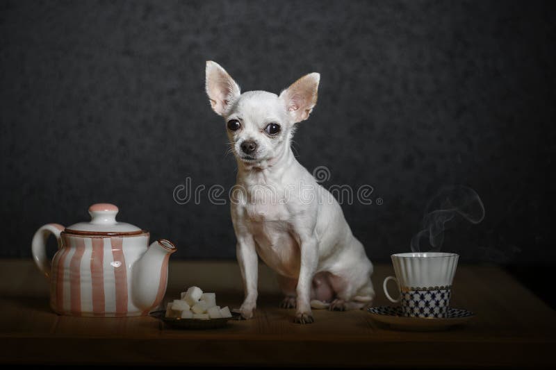 A beautiful little dog of Chihuahua breed is sitting on a wooden table next to a teapot and a cup of hot tea. A beautiful little Chihuahua breed dog is sitting royalty free stock photos A beautiful little dog of Chihuahua breed is sitting on a wooden table next to a teapot and a cup of hot tea. A beautiful little Chihuahua breed dog is sitting royalty free stock photos