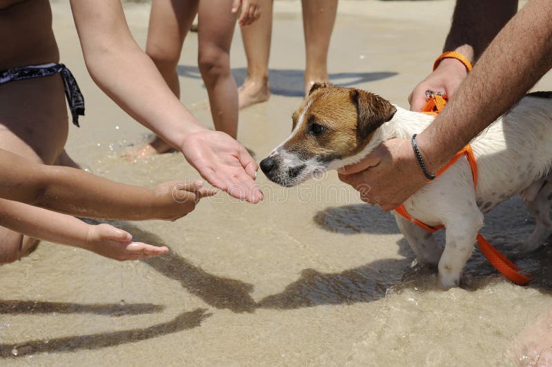 A beautiful little dog, Jack russell, on the beach. Many children`s hands want touch it. Pet therapy concept stock images A beautiful little dog, Jack russell, on the beach. Many children`s hands want touch it. Pet therapy concept stock images