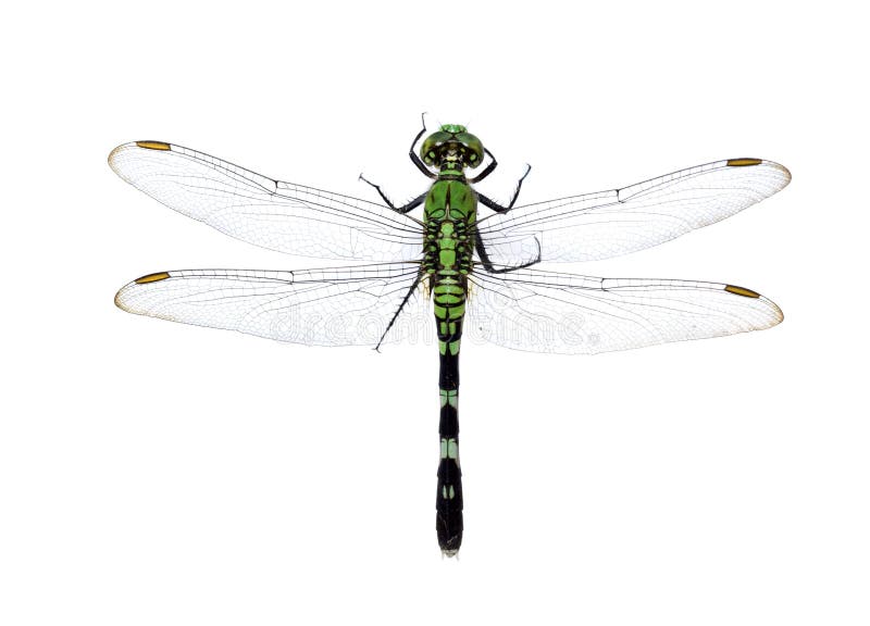 Dragonfly on White Background Stock Image - Image of delicate, gorgeous ...