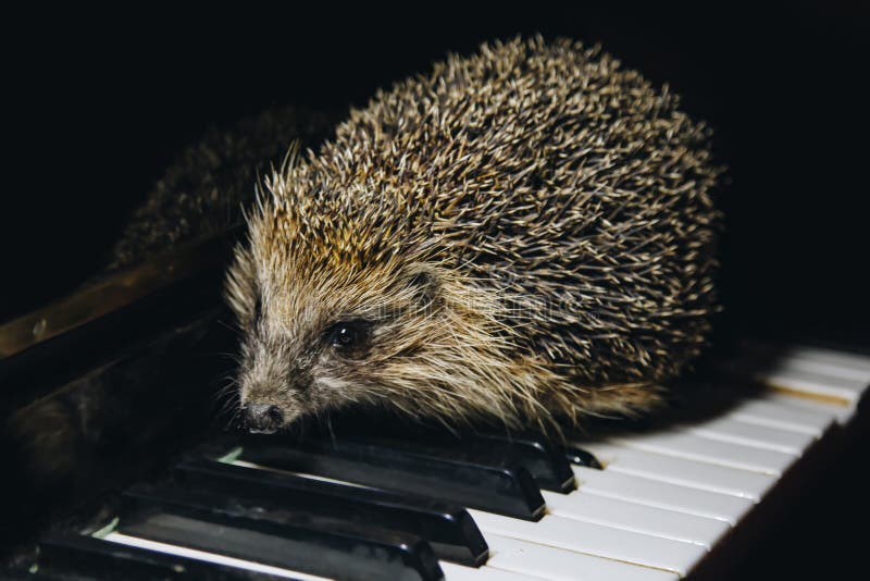A beautiful little gray hedgehog sits on the piano keys. Piano playing. Music school, education concept, beginning of the year