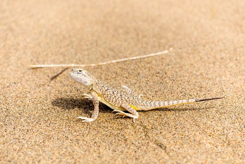 Beautiful little gray lizard on the sand close up royalty free stock image