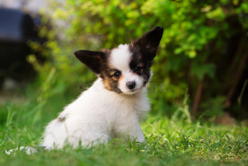 Rendezvous Papa Gedetailleerd Beautiful Profile of a Small Dog Stock Image - Image of baby, pedigree:  212786181