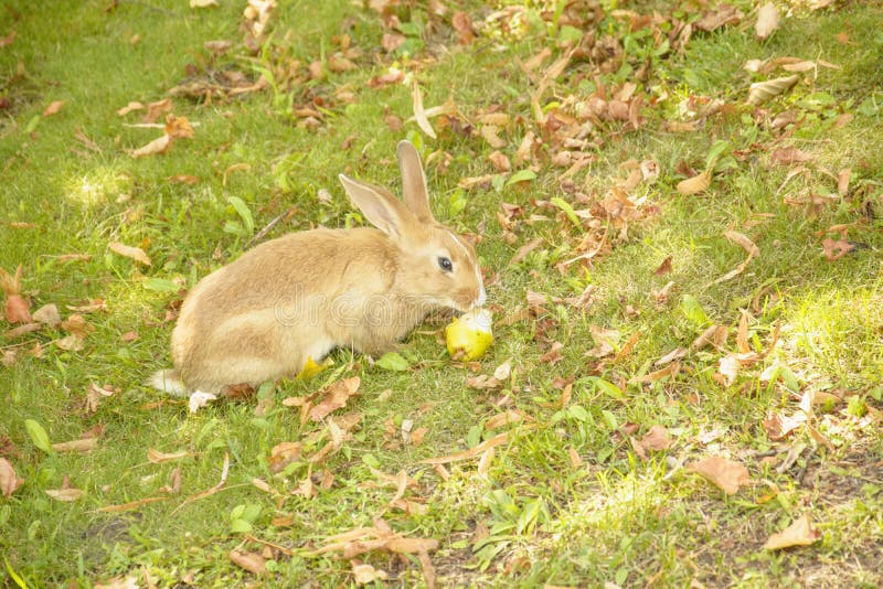 Beautiful Little Rabbit Eating Green Grass on the Lawn Stock Image