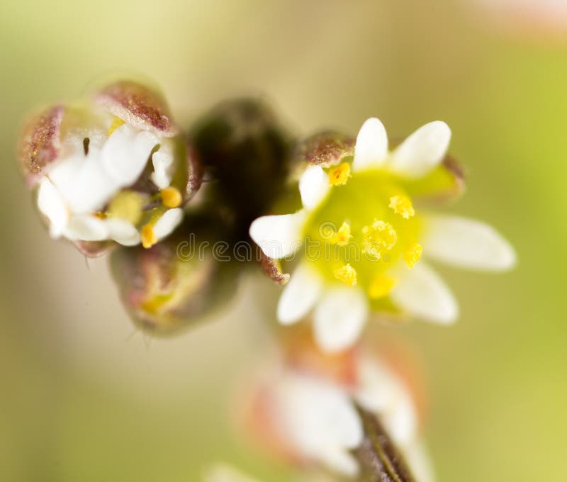 Beautiful little white flower in nature. macro royalty free stock photography Beautiful little white flower in nature. macro royalty free stock photography