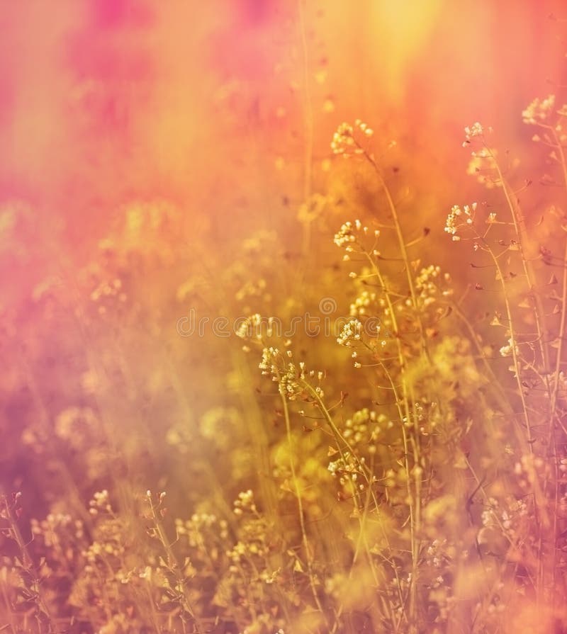 Little White Flowers in Meadow Stock Photo Image of leaves