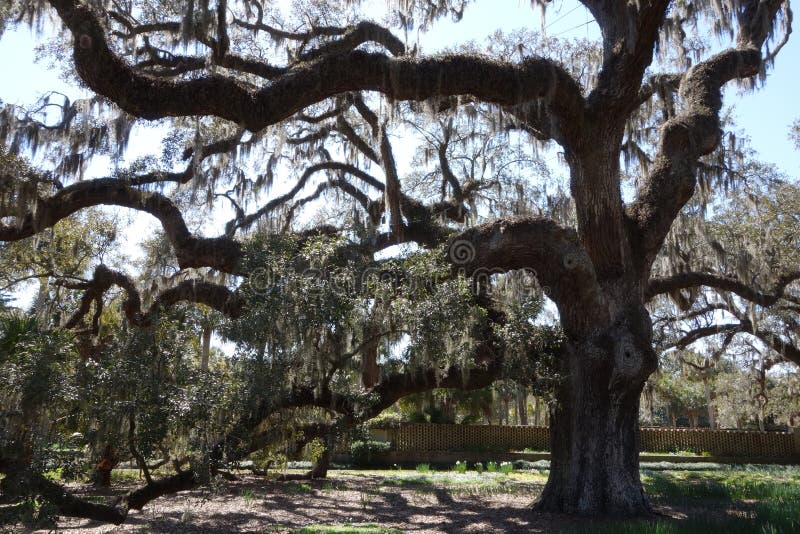 Huge old live oak tree, a typical sight in Southern States. This one was photographed in Wilmington, North Carolina. Huge old live oak tree, a typical sight in Southern States. This one was photographed in Wilmington, North Carolina.