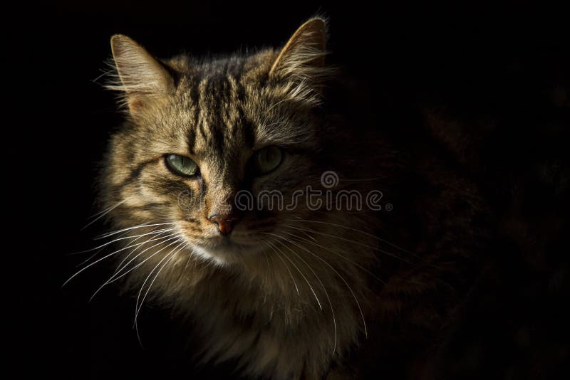 Beautiful long-haired tabby cat on a black background, as if it were emerging from the shadows