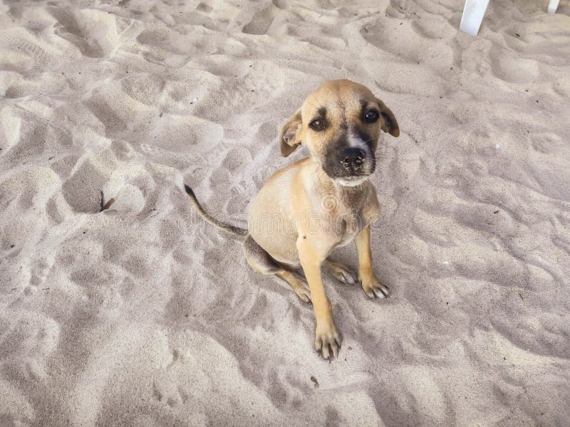 Beautiful look of a puppy in the sand royalty free stock photos